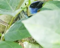 Tangara larvata