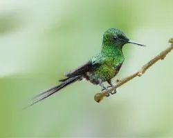 Discosura conversii