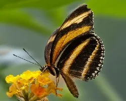 Dryadula phaetusa