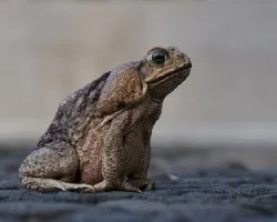 Rhinella marina