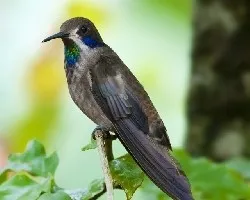Colibri delphinae