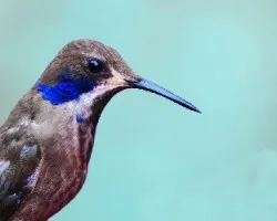 Colibri delphinae