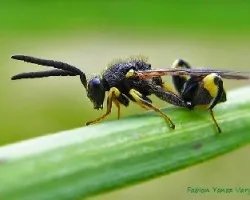 Chalcidoidea-brachymeria intermedia