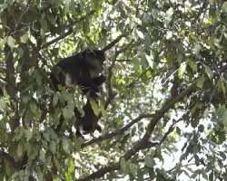 Monkey