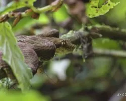 Bocaraca
