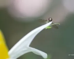 Identificar 
