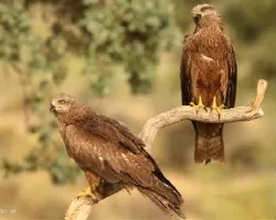 Milvus migrans