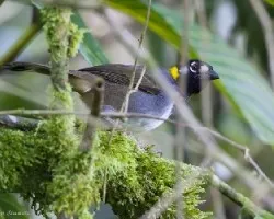 Melozone leucotis