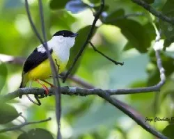 Manacus candei
