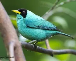 Chlorophanes spiza