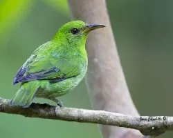 Chlorophanes spiza