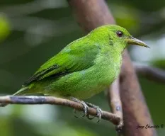 Chlorophanes spiza