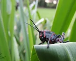 Langosta