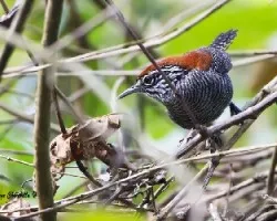 Thryothorus semibadius