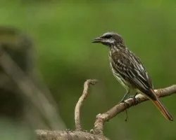 Myiodynastes luteiventris