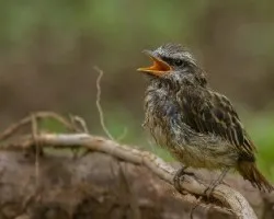 Myiodynastes luteiventris
