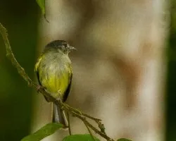 Tolmomyias sulphurescens