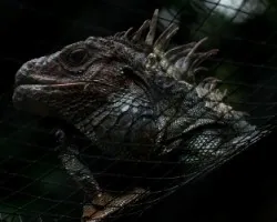 Iguana iguana