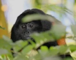 Alouatta palliata