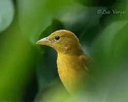 Piranga rubra