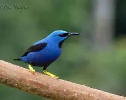 Cyanerpes lucidus