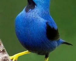 Cyanerpes lucidus