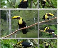 Ramphastos ambiguus