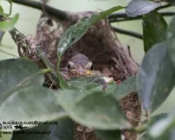 Vireo flavoviridis
