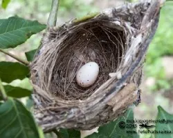 Vireo flavoviridis