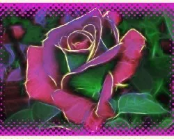 Rosa i