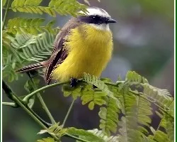 Myiozetetes similis