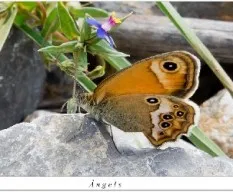 Ninfa perlada