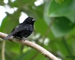 Sporophila americana