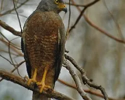 Buteo magnirostris