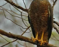 Buteo magnirostris