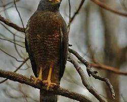 Buteo magnirostris