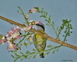 Coereba flaveola