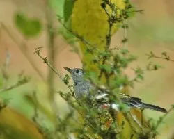 Setophaga pensylvanica