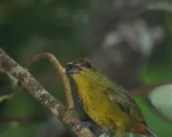 Euphonia gouldi