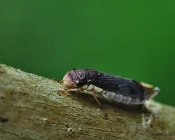 Bichillo