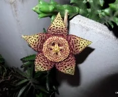 Orbea variegata