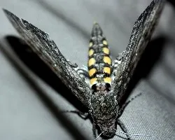 Manduca sp.