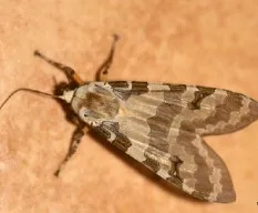 Halysidota sp.