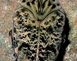 Gymnetis chalcipes