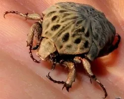 Gymnetis chalcipes