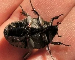 Gymnetis chalcipes