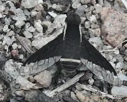Mosca cernidora