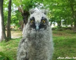Bubo bubo