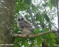 Bubo bubo