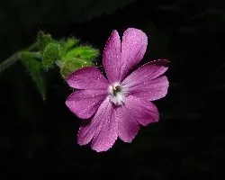 Flores hermosas